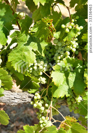 Vineyard Vineyard 33336463