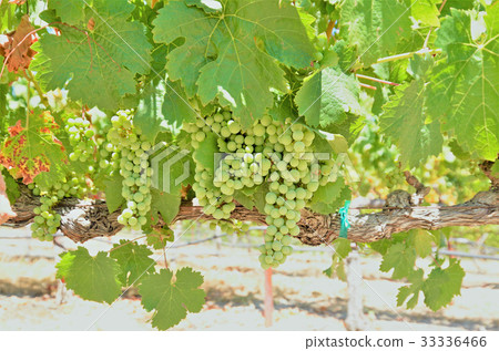 Vineyard Vineyard 33336466
