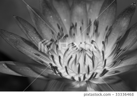 Black and white water lily Black and white water lily 33336468
