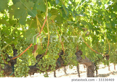 Vineyard Vineyard 33336469
