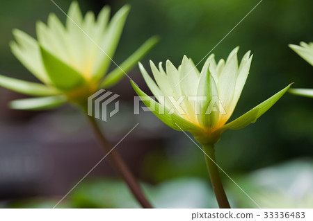 Colorful yellow lotus Colorful yellow lotus 33336483