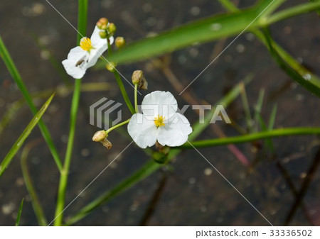 開花在稻田的Omodaka白花 開花在稻田的Omodaka白花 33336502