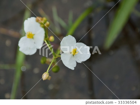 開花在稻田的Omodaka白花 33336504