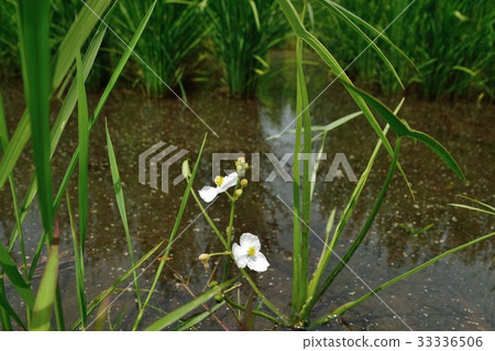 開花在稻田的Omodaka白花 33336506