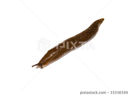 Spanish Slug (Arion vulgaris) on white background Spanish Slug (Arion vulgaris) on white background 33336589