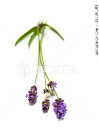 Lavender flowers on white background 33336591