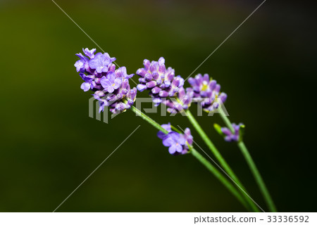 Lavender flowers outside with green background Lavender flowers outside with green background 33336592