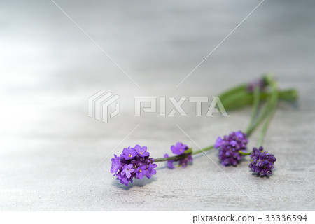 Lavender flowers on concrete table Lavender flowers on concrete table 33336594