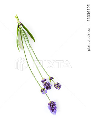 Lavender flowers on white background Lavender flowers on white background 33336595