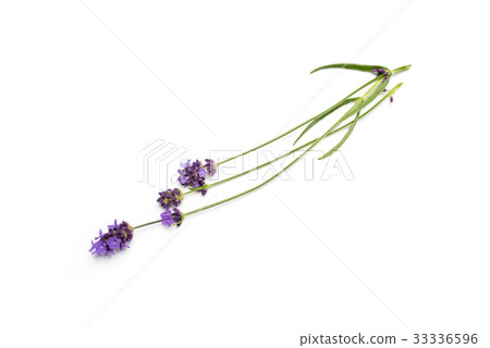 Lavender flowers on white background Lavender flowers on white background 33336596