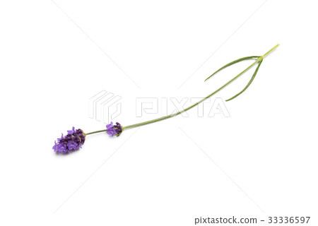 Lavender flowers on white background Lavender flowers on white background 33336597