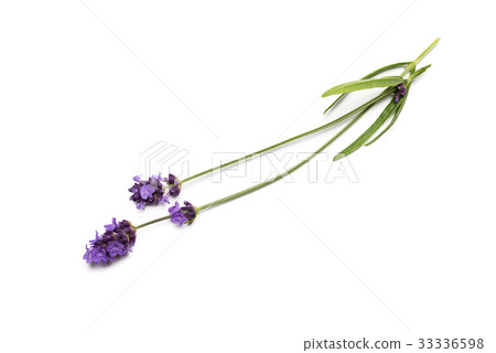 Lavender flowers on white background 33336598