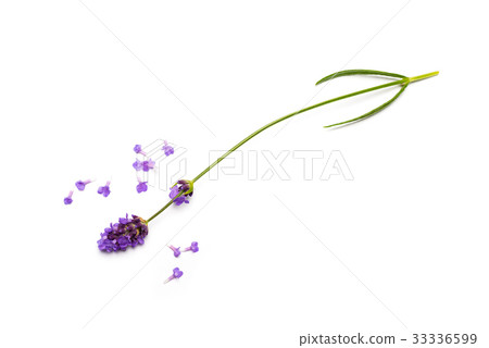 Lavender flowers on white background Lavender flowers on white background 33336599