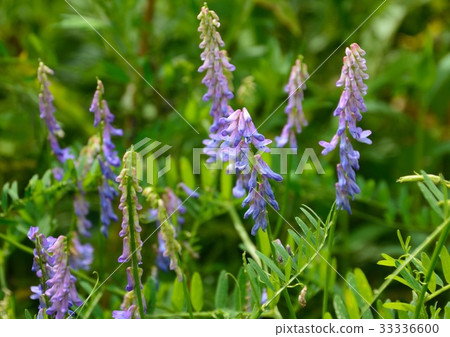紫色花開花 紫色花開花 33336600