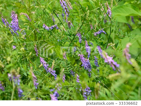 紫色花開花 紫色花開花 33336602
