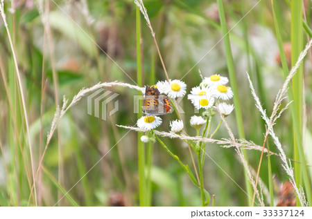 Himeyeon and Benjisimi Himeyeon and Benjisimi 33337124