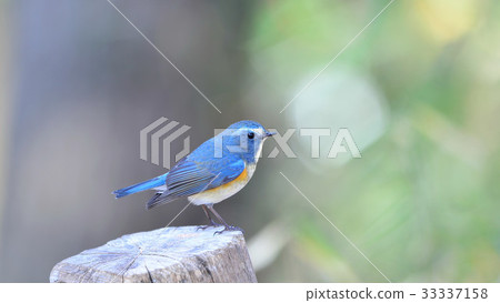 4K Ruribitaki 2 33337158