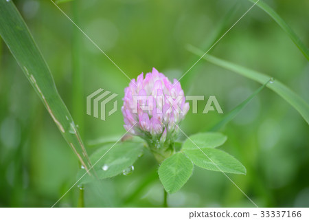 紅三葉草 紅三葉草 33337166