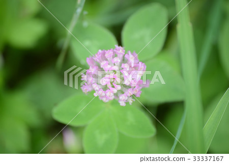 紅三葉草 紅三葉草 33337167