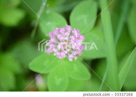 紅三葉草 紅三葉草 33337168