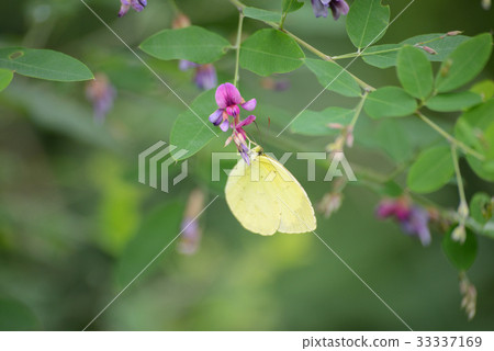 大腸桿菌 大腸桿菌 33337169