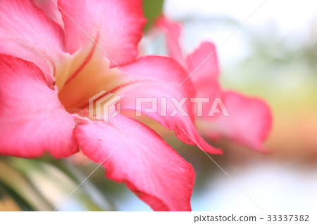 Balinese Flower, Frangipani 33337382