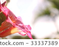 Balinese Flower, Frangipani Balinese Flower, Frangipani 33337389