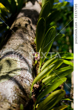 orchid on bark tree orchid on bark tree 33337395