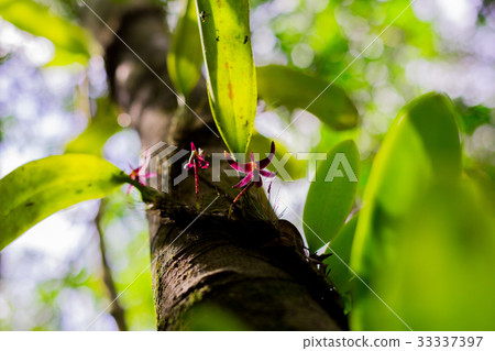 orchid on bark tree 33337397