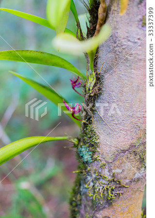 orchid on bark tree 33337399