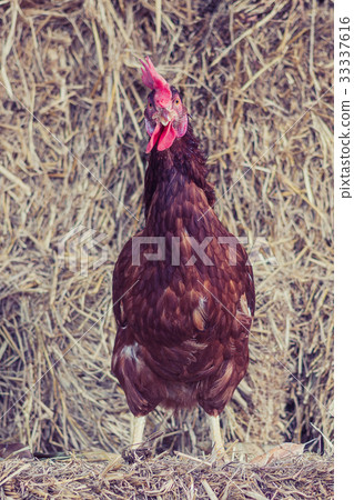 chicken at hen house from countryside farm  33337616