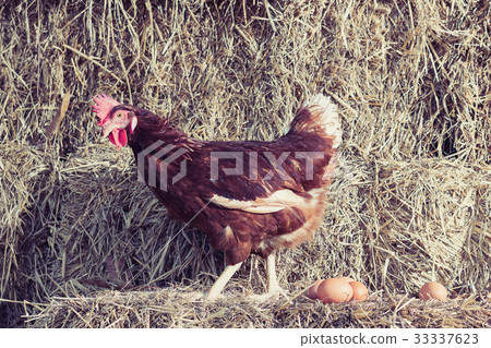 chicken at hen house from countryside farm chicken at hen house from countryside farm 33337623