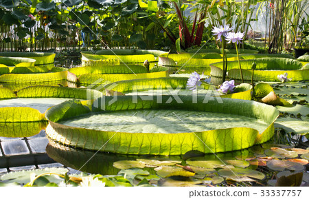Leaves of Victoria Amazonica in Botanical Garden 33337757