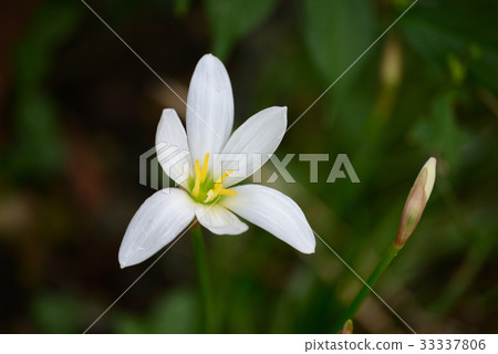 Thamas Dale 33337806