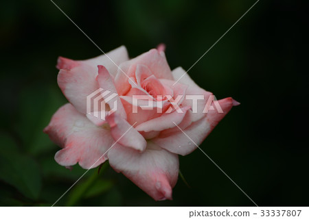 玫瑰（新娘粉紅色） 33337807