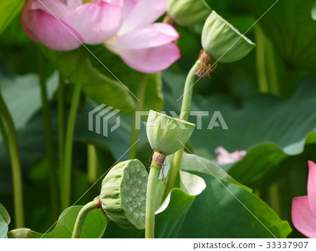 After the lotus 11 petals are scattered 33337907