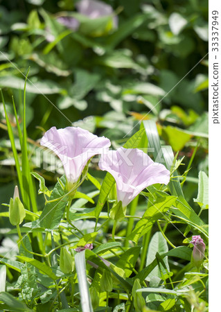 Morning glory blooming in the field Morning glory blooming in the field 33337949