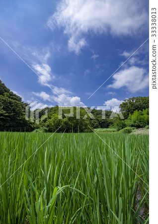 Summer sky and green of paddy field Summer sky and green of paddy field 33338013