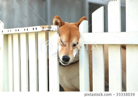 Shiba Inu who wants to go out 33338039