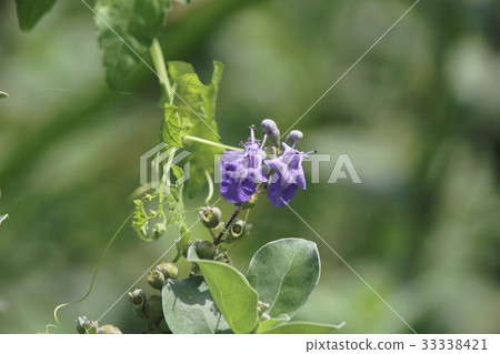 Blue-violet flower "Hamago" Blue-violet flower "Hamago" 33338421