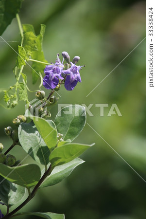 藍紫羅蘭花“Hamago” 33338424