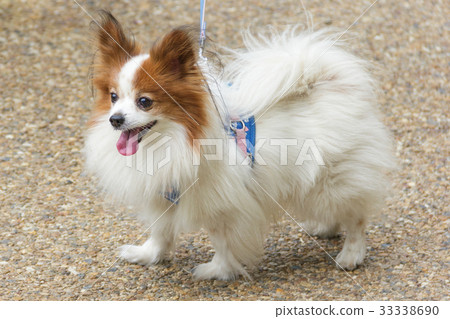 Papillon walk 33338690