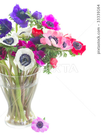 Anemones on white Anemones on white 33339164