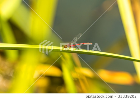 Large red damselfly sitting on grass 33339202