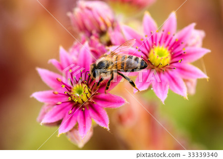 common house-leek with bee common house-leek with bee 33339340