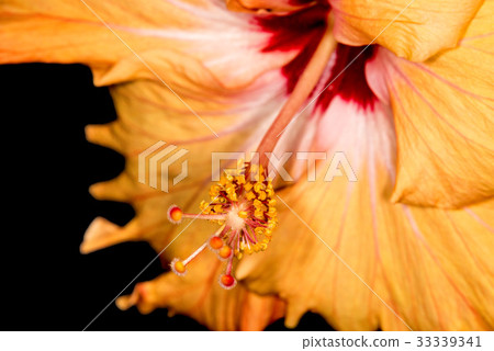 Hibiscus rosa-sinensis, medicinal plant Hibiscus rosa-sinensis, medicinal plant 33339341