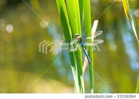 The emperor dragonfly, male The emperor dragonfly, male 33339364