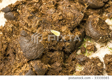 Horse dung, closeup Horse dung, closeup 33339365
