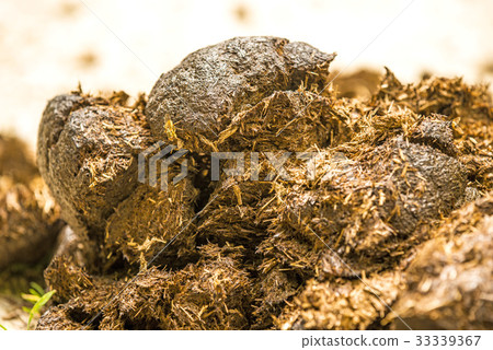 Horse dung, closeup Horse dung, closeup 33339367
