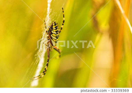 wasp spider, Argiope bruennichi, female wasp spider, Argiope bruennichi, female 33339369